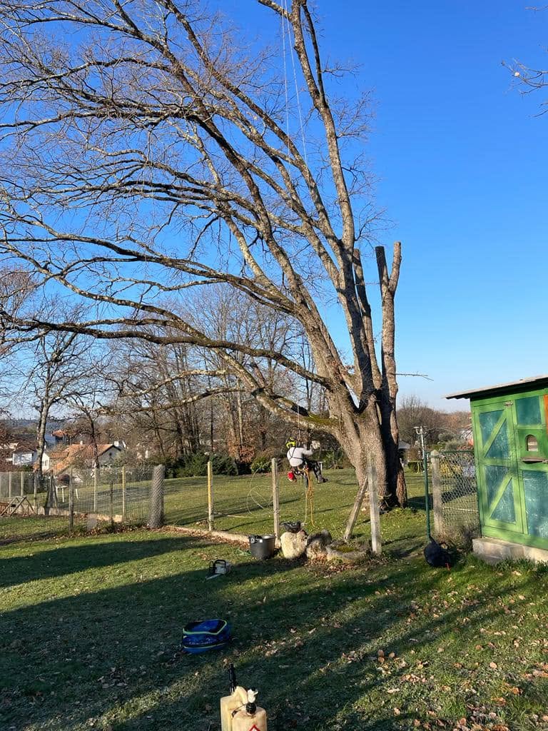 Abattage par démontage d’un gros chêne en rétention