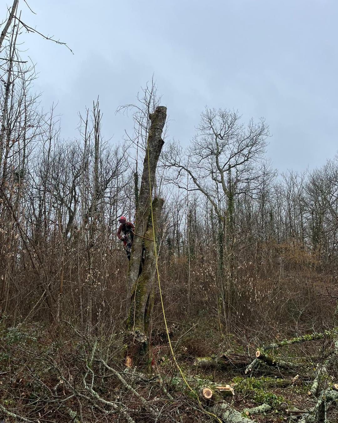 Abattage par démontage d’un gros chêne